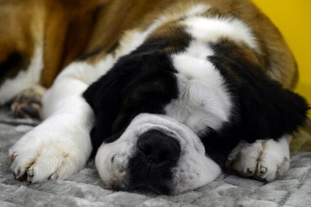 Il nostro cervello e quello dei nostri amici animali danno le stesse risposte durante la fase REM