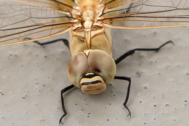 Scoperto come la libellula caccia la sue prede