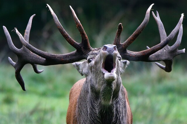 La polizia in Siberia chiede le renne al posto delle motoslitte