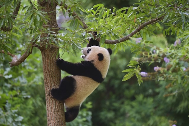 Sono disposti ad arrampicarsi per recuperare il loro cibo preferito