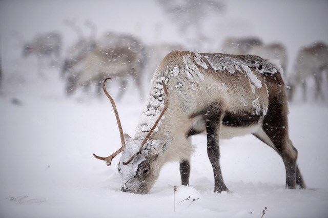 Le renne sono in grado di trovare il nutrimento a loro necessario anche sotto la neve