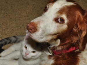 Perché Sterilizzare Il Nostro Cane O Gatto