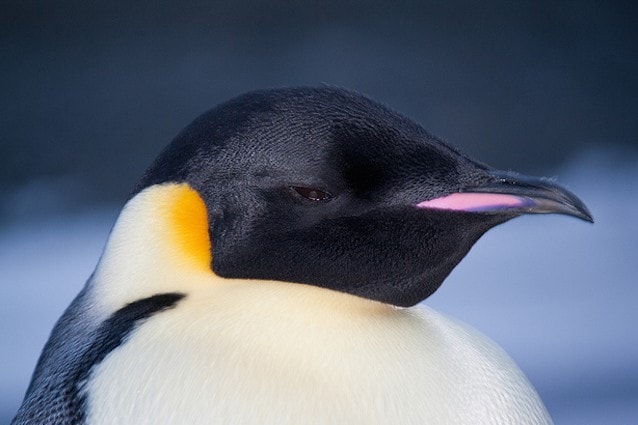 I pinguini sono geneticamente predisposti per vivere a basse temperature