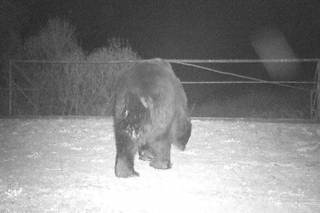 L'orso bruno ricompare a Chernobyl dopo 100 anni