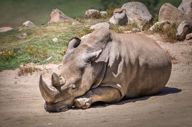Il rinoceronte Angalifu è morto a 44 anni