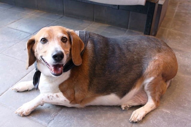 Kale Chips è un beagle di 40 chili