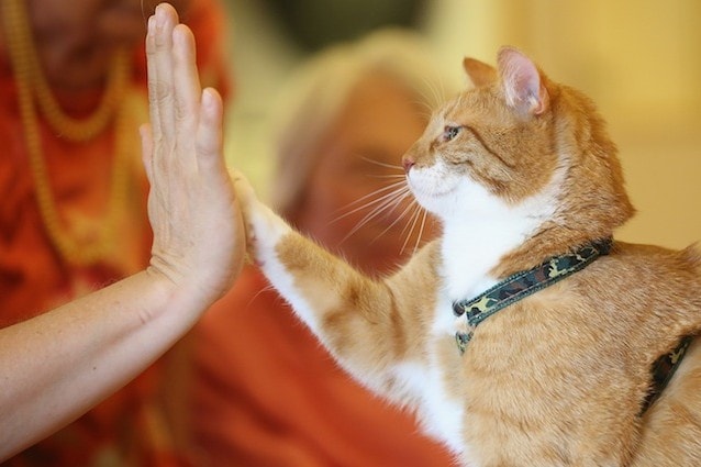 Il DNA dei gatti per aiutare i malati