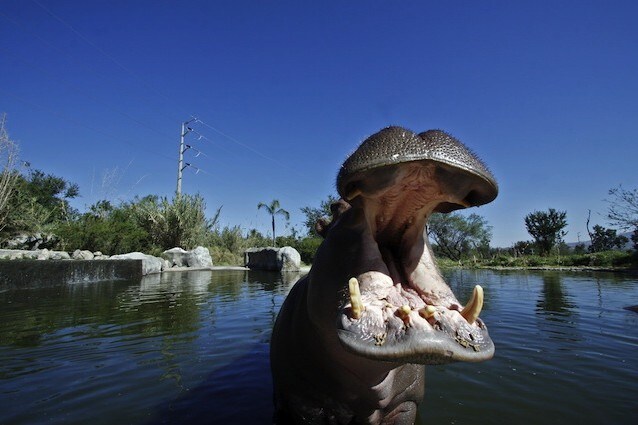 Fotografato ippopotamo cannibale