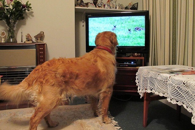 Molti proprietari lasciano la tv o la radio accese quando escono