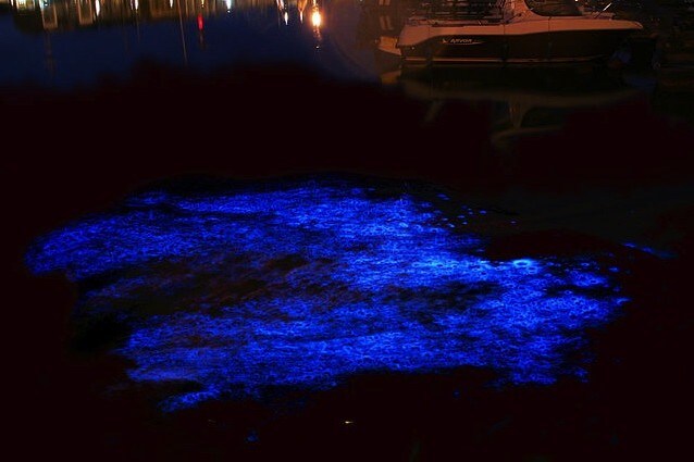 Noctiluca scintillans è il nome di un'alga bioluminescente