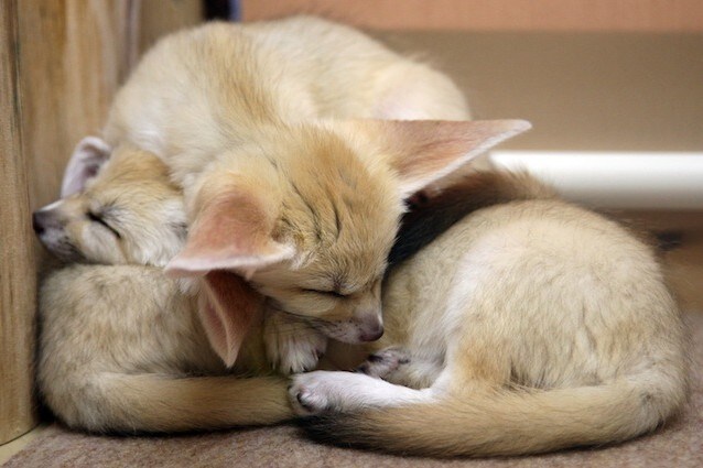 Il fennec è il canide più piccolo