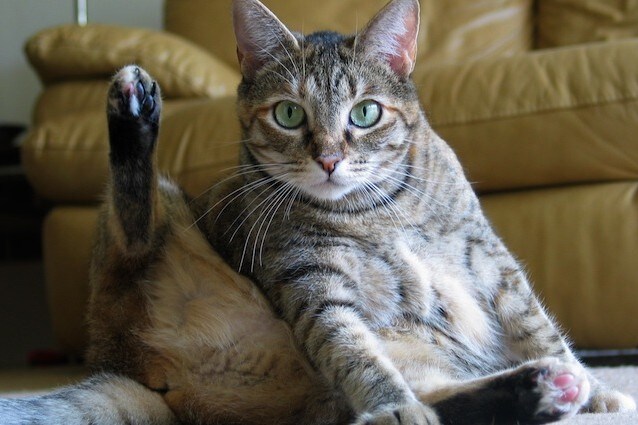 Un gatto affetto da iperestesia felina si gratta compulsivamente