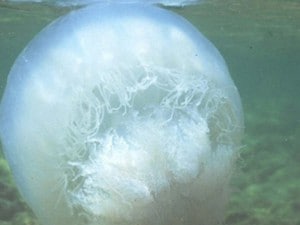 Rhopilema nomadica.