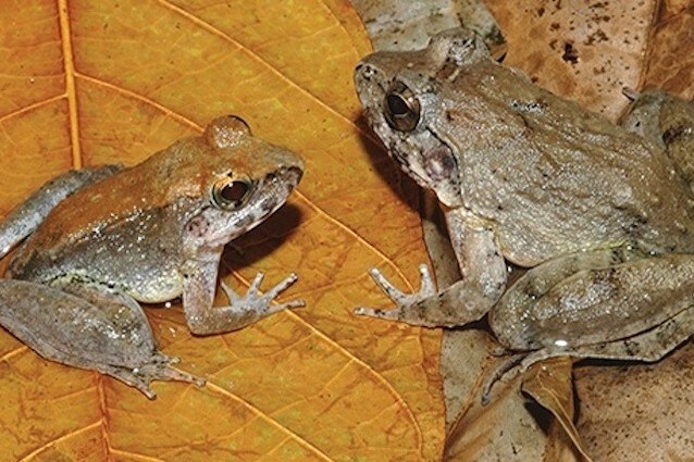 Limnonectes larvaepartus è il nome della rana che partorisce i girini e non le uova