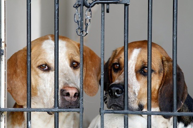 In Italia gli animali domestici possono essere pignorati