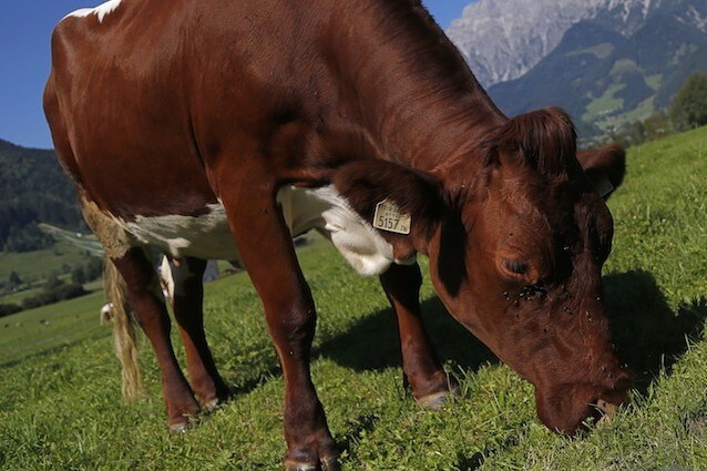Le mucche al pascolo per assorbire anidride carbonica