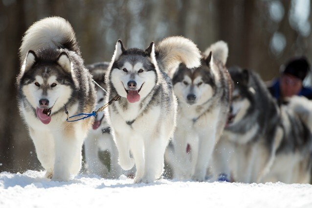 Gli animali e i loro super poteri
