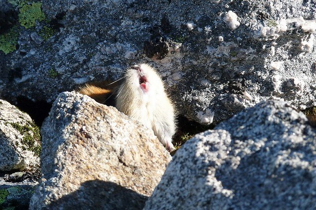 Urlare contro il proprio predatore per difendersi