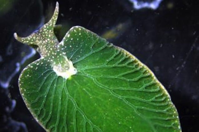 Elysia chlorotica è il nome dell'alga che si nutre di luce