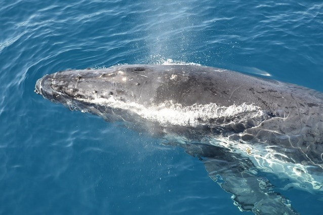 52 è la balena più ricercata del mondo