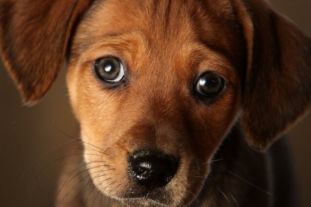 Il tuo cane ti guarda e capisci cosa vuole? Ti sta manipolando e sa farlo anche bene