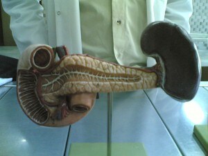 Modello di pancreas.