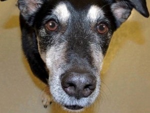 Frankie il cane che sa scovare il cancro alla tiroide