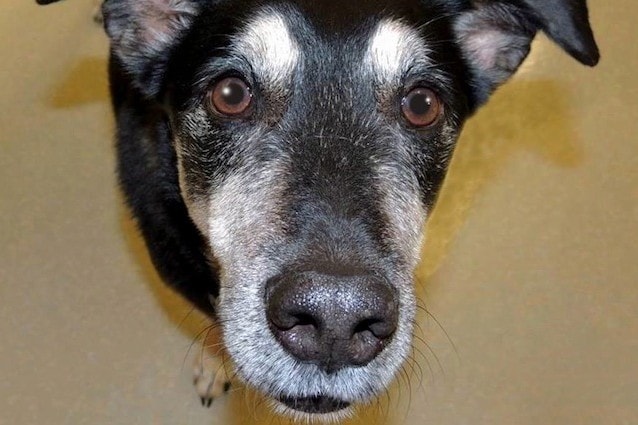 Frankie il cane che sa scovare il cancro alla tiroide