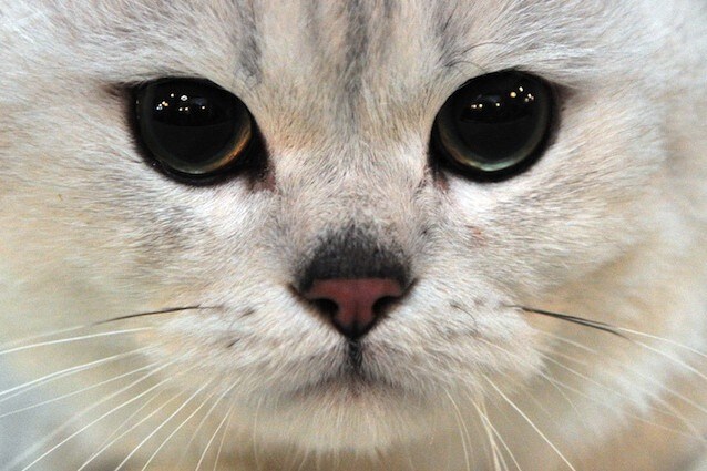 Il gatto preferisce la vista