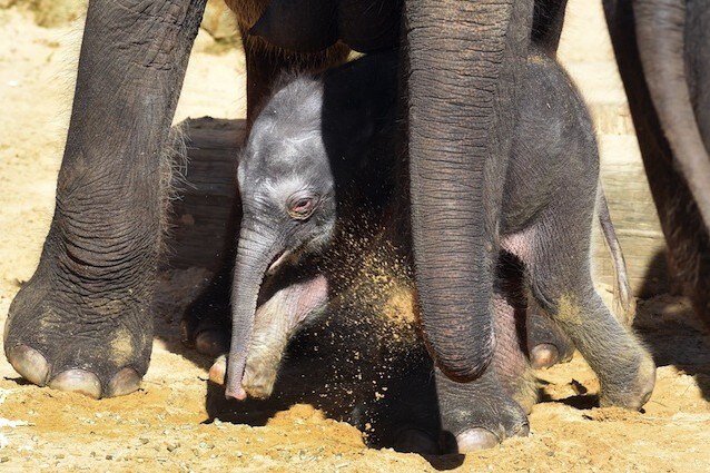 Mamma elefante salva cucciolo grazie agli umani