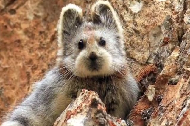 Ritrovato il Pika di Ili