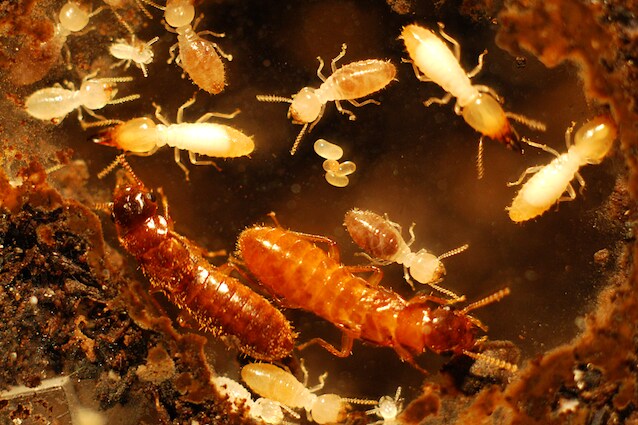 Due specie di termiti hanno dato vita ad un ibrido