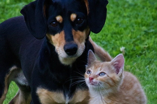 Legambiente e la condizione degli animali domestici nei Comuni italiani