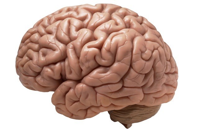 L’attività neurale responsabile della crescita dei tumori al cervello