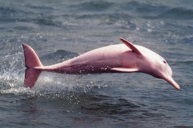 Il delfino albino che diventa rosa