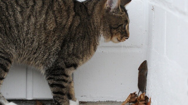 I gatti soffrono della sindrome di Tom & Jerry