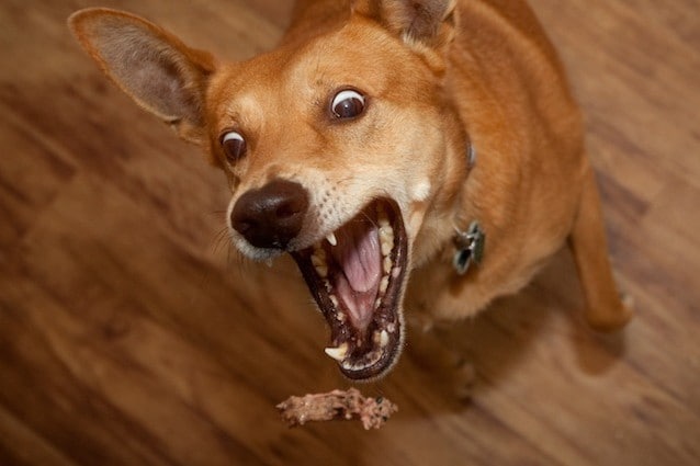 Scoperto cosa contengono le scatolette per cani e gatti