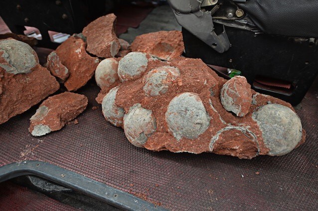 Ritrovate uova di dinosauro