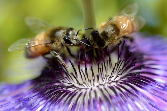 Le api preferiscono il nettare con i pesticidi