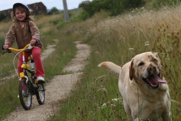 Evitare di lasciare cani e bimbi da soli