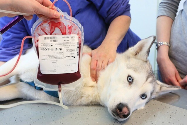 I cani possono diventare donatori di sangue