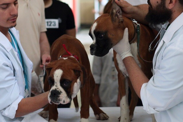 Un virus sta colpendo i cani di Chicago