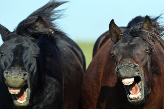 NITRITO DI CAVALLO DA SCARICA