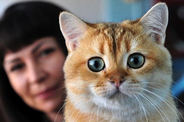 L’allergia ai gatti potrebbe provocare il glaucoma