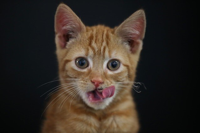La vitamina D aiuta il gatto a star meglio