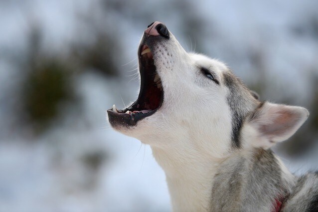 I cani accompagnano gli esseri umani da 35 mila anni