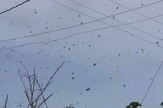 In Australia piovono ragni