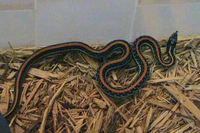 L’accoppiamento dei serpenti richiede molte energie