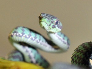 Gli antenati dei serpenti avevano i piedi