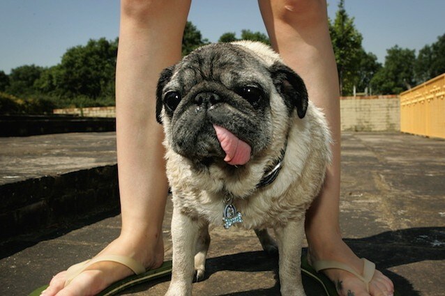 L’asfalto brucia le zampe dei nostri cani